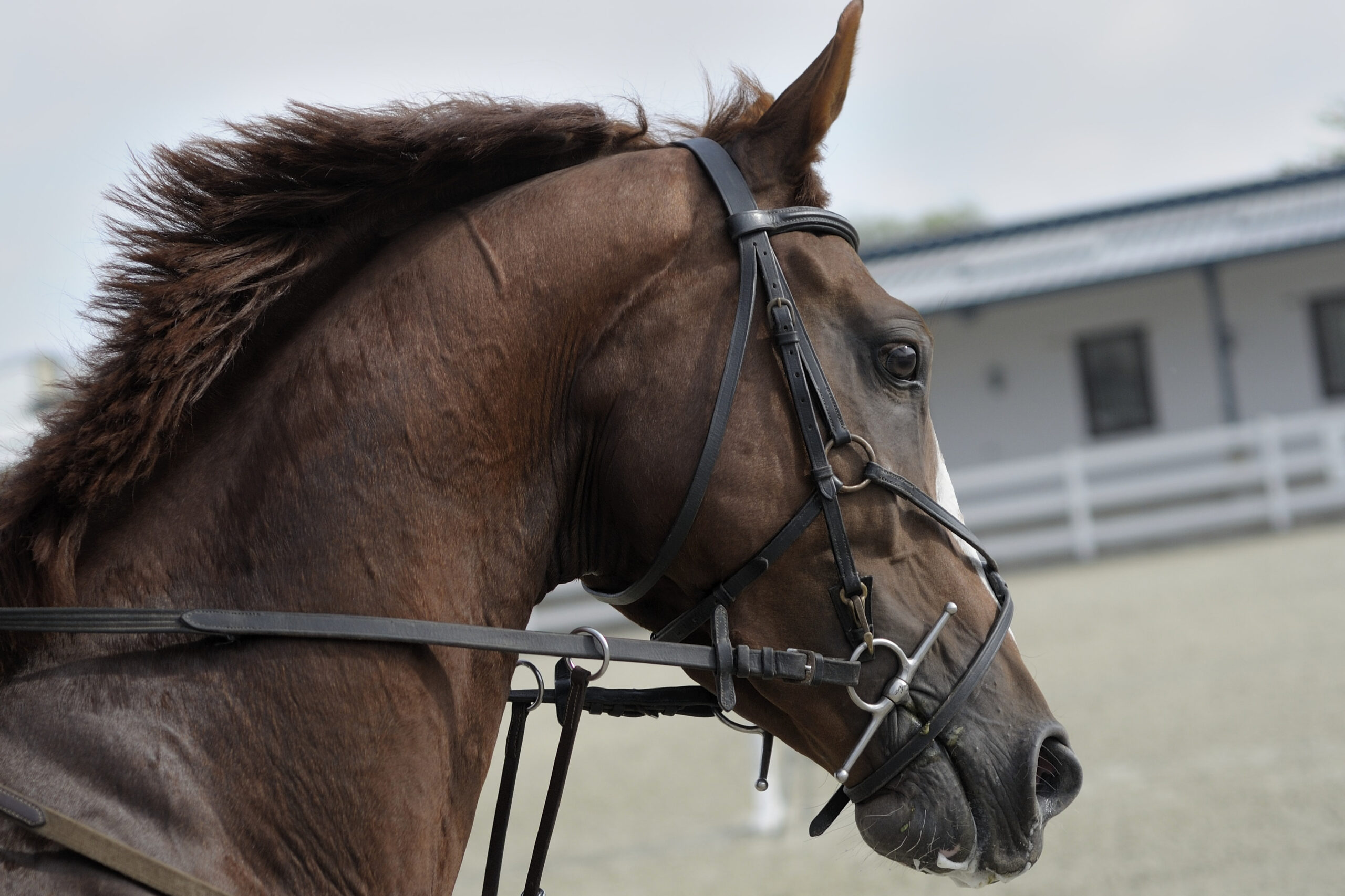 Prestasjonssvikt hos hest – et sammensatt problem